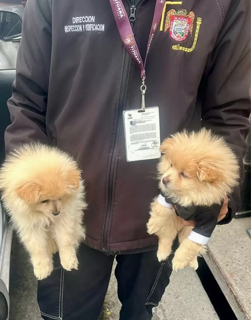 Rescatan a caninos en situaci�n de riesgo en la delegaci�n La Mesa