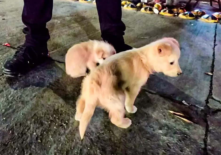Rescate de cachorros v�ctimas de venta ilegal
