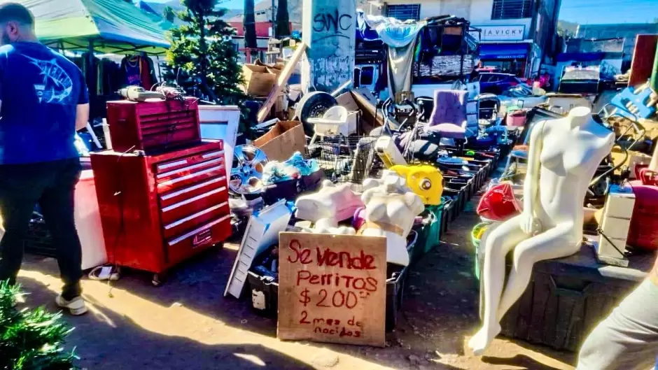 Rescate de cachorros v�ctimas de venta ilegal