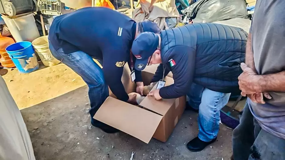 Rescate de cachorros v�ctimas de venta ilegal