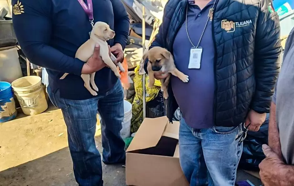 Rescate de cachorros v�ctimas de venta ilegal