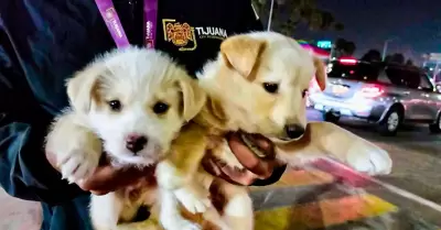 Rescate de cachorros v�ctimas de venta ilegal