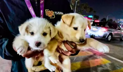 Rescate de cachorros v�ctimas de venta ilegal