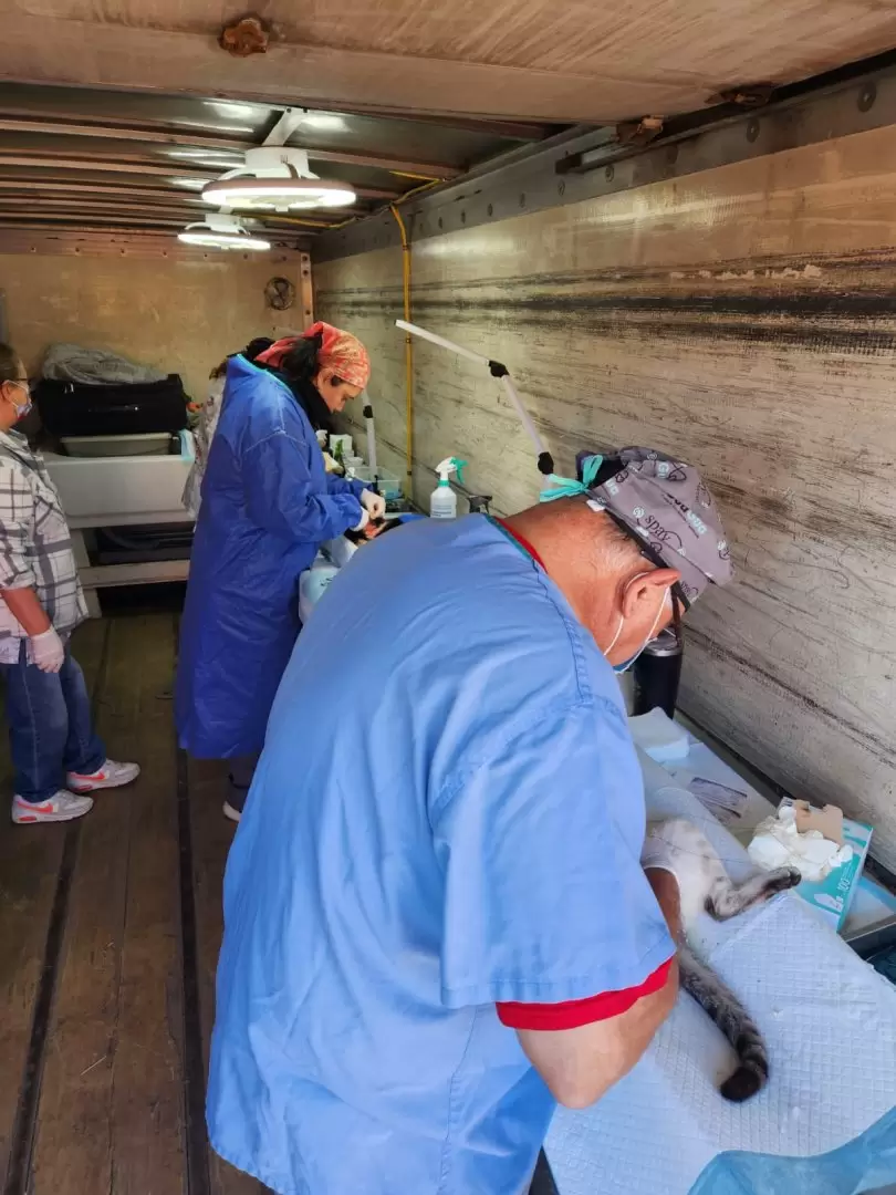 Jornada gratuita de esterilizaci�n de mascotas