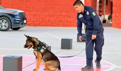 K-9