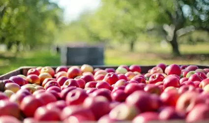manzanas, frutas, granja, comida, cosecha,