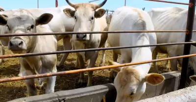 Vacas