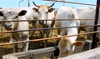 Vacas