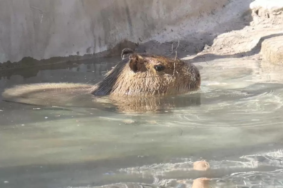 Capibara.