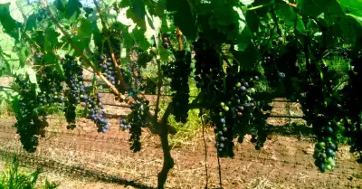 Uvas