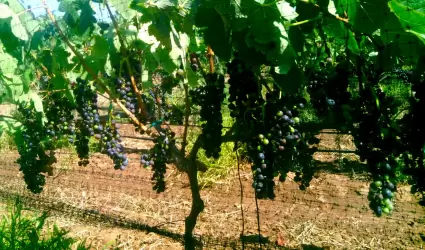 Uvas
