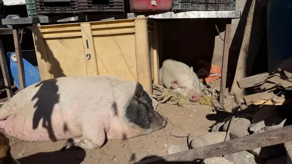 Henry y Pinky
