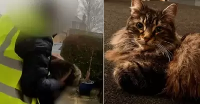 Gata es robada