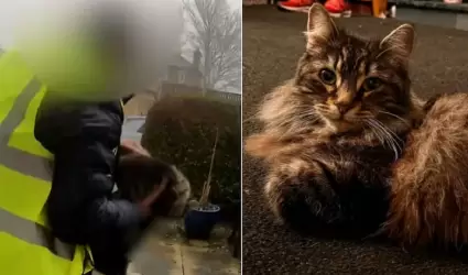 Gata es robada