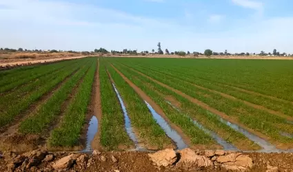 Siembra