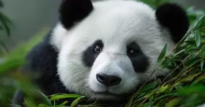 Pandas gigantes