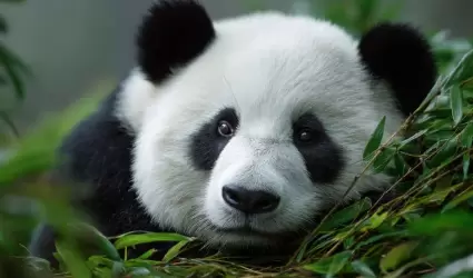 Pandas gigantes