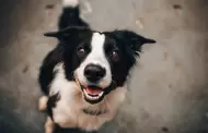 21 de julio, D�a Mundial del Perro