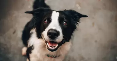 Perro.