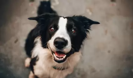 Perro.