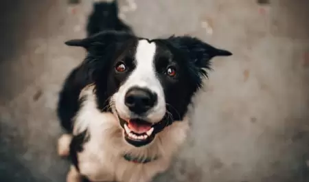 Perro.