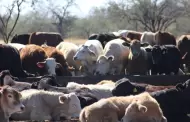Sonora, listo para reanudar exportaci�n de ganado; solo falta aval de EU
