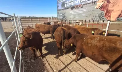 Ganado