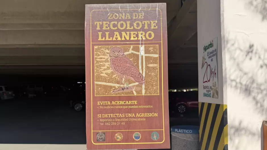 Tecolotes llaneros