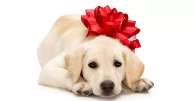 Regalar perros