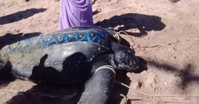 Tortuga la�d