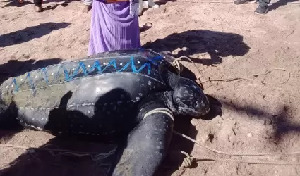 Tortuga la�d