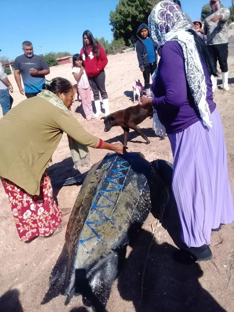 Tortuga la�d