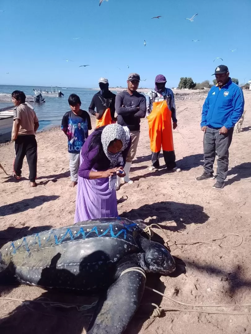 Tortuga la�d