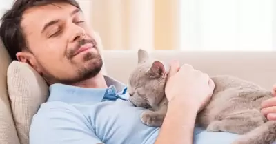 D�a del Gato