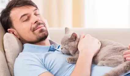 D�a del Gato