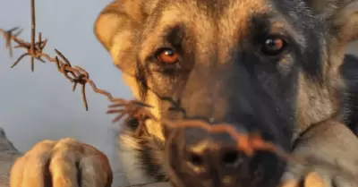 Maltrato animal