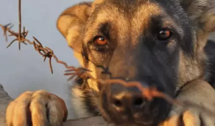 Maltrato animal