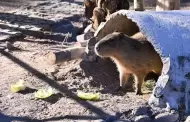 Intercambio entre zool�gicos permitir�a sumar un segundo capibara al Centro Ecol�gico