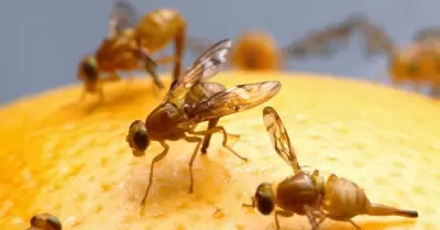 Cuarentena por mosca mexicana de la fruta
