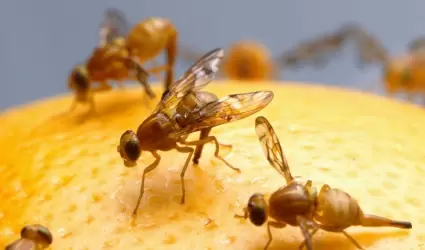 Cuarentena por mosca mexicana de la fruta