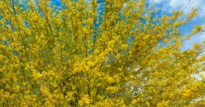 Palo verde