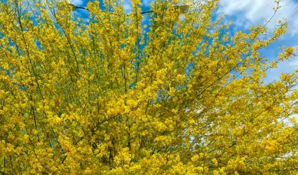Palo verde