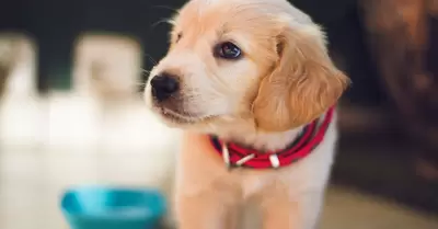Mascota