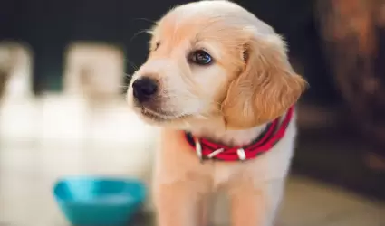 Mascota