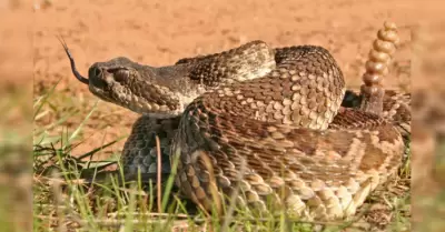 serpiente cascabel