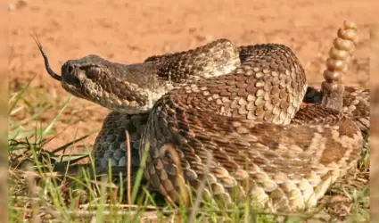 serpiente cascabel