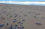 FGR investigar� derrame de petr�leo en el Golfo de M�xico: Sheinbaum