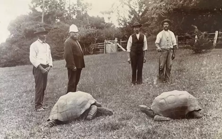 La tortuga Jonathan lleg� a la isla de Santa Elena en 1882, con aproximadamente 50 a�os de vida. Foto: Guinness World Record.