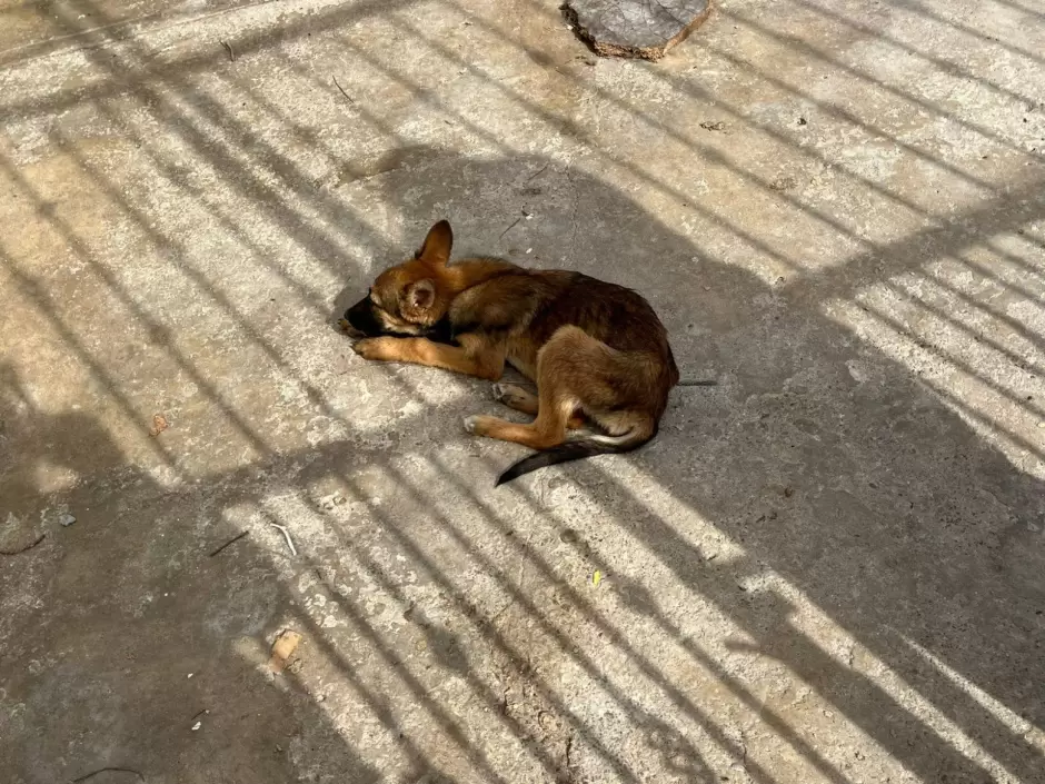 Maltrato animal en Nuevo Milenio
