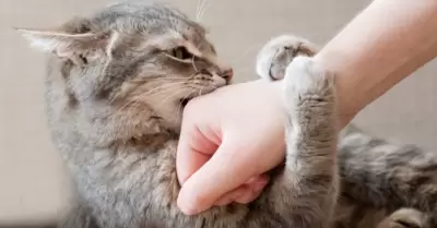 Gato